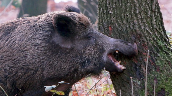 Ob Bache oder Eber - Wildschweine markieren Bäume mit Duftstoffen, die dem anderen Geschlecht signalisieren, wenn sie paarungsbereit sind. © NDR/doclights/WEGA Film/Peter Thomsen 