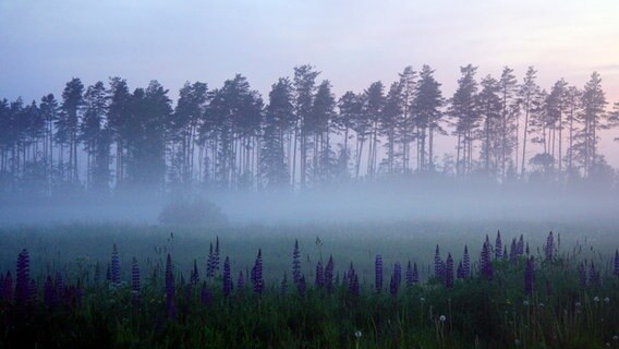 Morgenstimmung im Hainich. © NDR/telekine/Frank Koschewski 