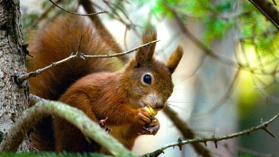Rotes Eurasisches Eichhörnchen mit den typischen Ohrbüscheln. © NDR/dreiD.at/Rilk Film, Hubert Doppler 