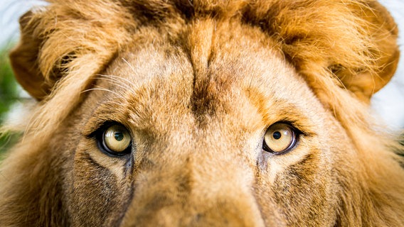 Löwen sind die einzigen Katzen, die in Gruppen leben. Das Rudel gibt ihnen Schutz und im Rudel gehen sie erfolgreich auf die Jagd. © NDR/BBC NHU/Paul Williams 2017 