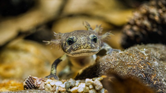 Salamanderlarve © NDR/doclights/nautilusfilm/Jan Haft 