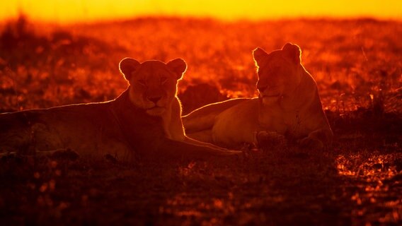 Löwinnen bei Sonnenaufgang. Sie haben eine harte Nacht voller Jagdversuche hinter sich. Nur ein Bruchteil dieser Jagden sind erfolgreich. © NDR/Doclights GmbH/NDR Naturfilm 