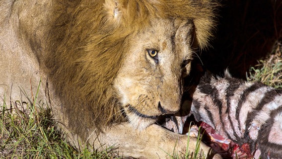 Ein Löwenmännchen hat sich dem Weibchen nach der Jagd angeschlossen und beansprucht den Riss für sich. © NDR/Doclights GmbH/NDR Naturfilm 