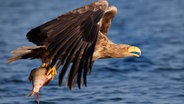 Seeadler finden in den fischreichen Gewässern des Oderdeltas reichlich Nahrung. © NDR/doclights/NDR Naturfilm/Coraxfilm 