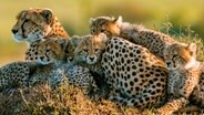 Weibchen mit Jungen zusammengekuschelt in der Morgenkühle. © NDR/NDR Naturfilm/doclights/Reinhard Radke 