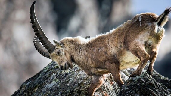 In den Alpen kommt der Steinbock bis in Höhen von 3.500 Metern vor. © NDR/NDR Naturfilm/doclights/ScienceVision Filmproduktions GmbH/Rita Schlamberger 