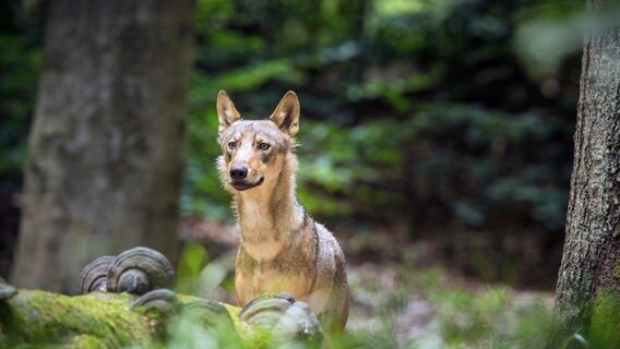 Seit einiger Zeit gibt es den Wolf wieder in Österreich. Noch ist es eine zaghafte Rückkehr mit ungewisser Zukunft. © NDR/NDR Naturfilm/doclights/ScienceVision Filmproduktions GmbH/Rita Schlamberger 