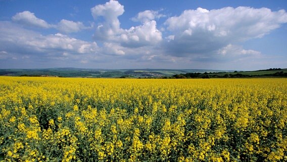 Himmel, blühender Raps und sattes grün, soweit das Auge reicht: Das Weserbergland. © NDR/NDR Naturfilm/Jürgen Borris 