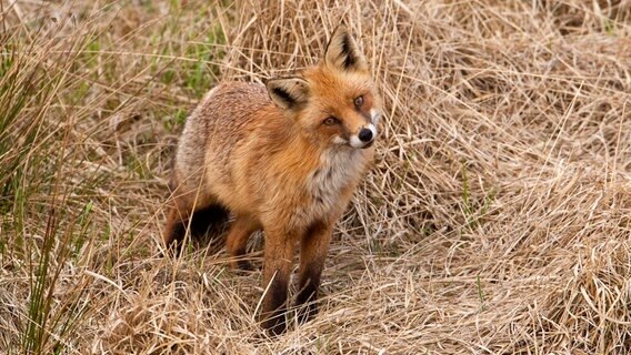 In der reich strukturierten Landschaft des Weserberglandes fühlen Füchse sich wohl: In den Wiesen und Feldern gehen sie auf Mäusejagd, Wälder und Haine bieten ihnen Schutz. © NDR/NDR Naturfilm/Jürgen Borris 