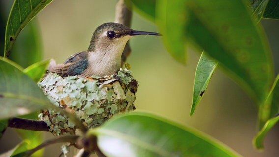 Die Bienenelfe ist der kleinste Vogel der Welt. Ihr Nest ist nicht einmal so groß wie ein Golfball. © NDR/NDR Naturfilm/doclights/Crossing the Line Productions 