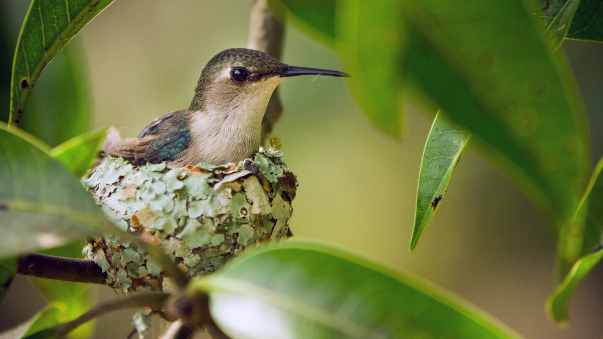 Die Bienenelfe ist der kleinste Vogel der Welt. Ihr Nest ist nicht einmal so groß wie ein Golfball | Bildquelle: NDR | Bilder sind in der Regel urheberrechtlich geschützt