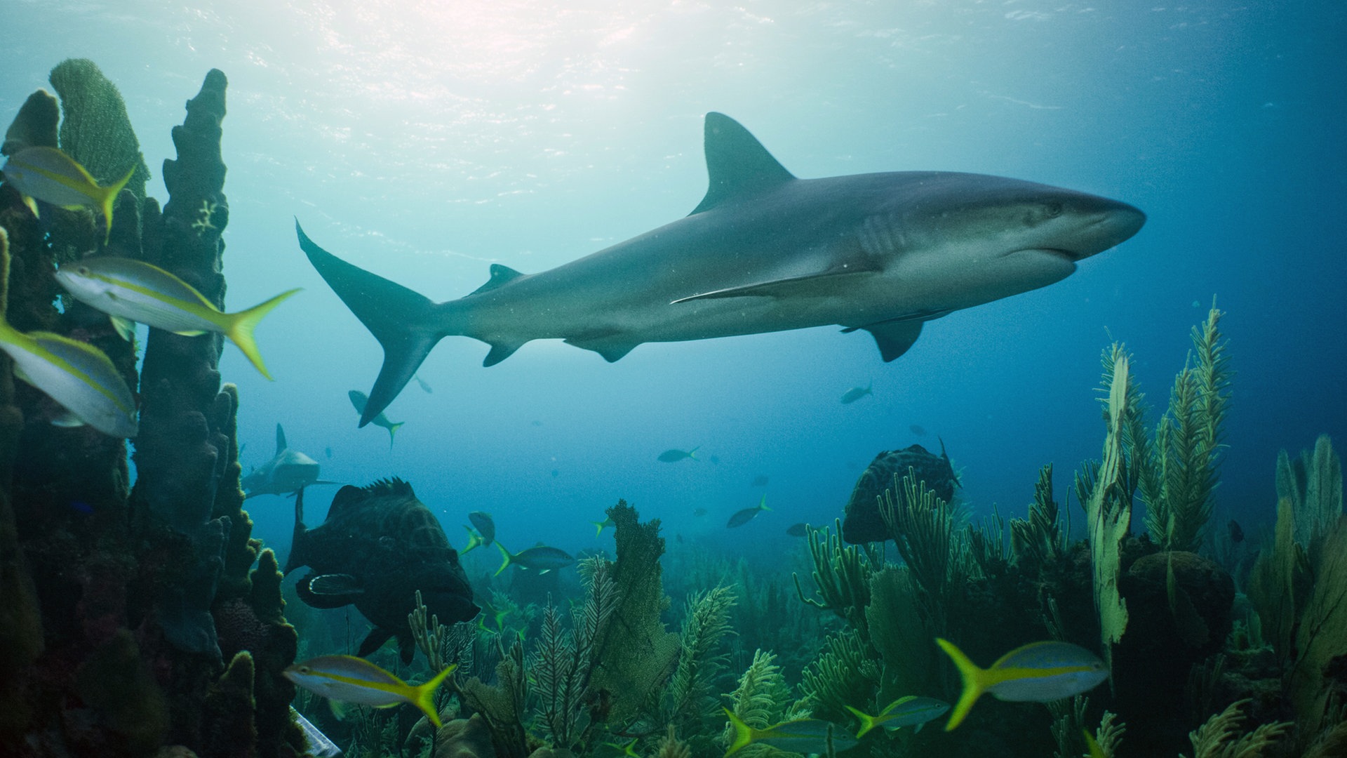 Ein Riffhai durchstreift die artenreichen Korallenbänke vor Kubas Küste. | Bildquelle: NDR | Bilder sind in der Regel urheberrechtlich geschützt