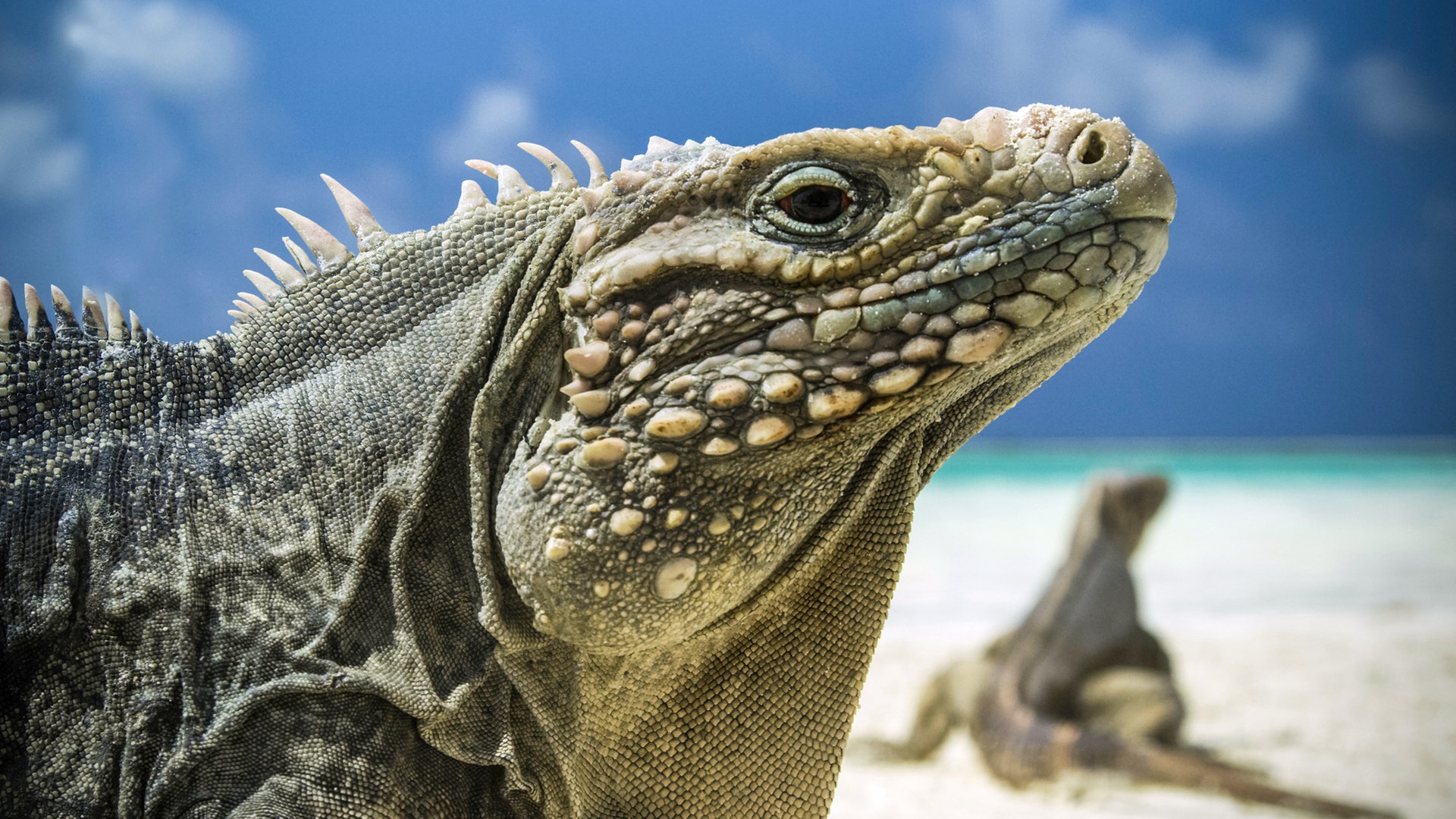 Auf der Karibikinsel Kuba leben urzeitliche Tiere wie der Leguan. | Bildquelle: NDR | Bilder sind in der Regel urheberrechtlich geschützt