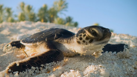 Eine frisch geschlüpfte Schildkröte ist auf dem Weg ins Meer. Nur etwa eine von tausend wird als erwachsenes Tier zum Strand zurückkehren. © NDR/NDR Naturfilm/doclights/Crossing the Line Productions 