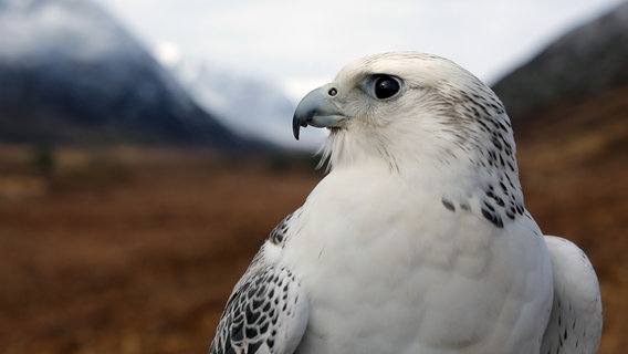 Ein Gerfalke in der verschneiten Landschaft Schottlands. © NDR/NDR Naturfilm/doclights/Justin Purefoy 