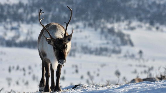 Ein Rentier wandert über die verschneiten Berge Norwegens. © NDR/NDR Naturfilm/doclights/Fergus Gill 