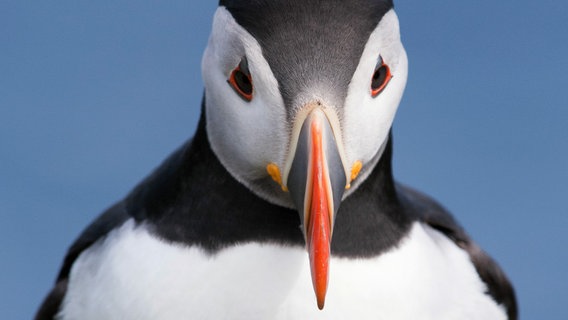 Der markante Schnabel macht die Papageitaucher unverwechselbar. © NDR/NDR Naturfilm/doclights/Fergus Gill 