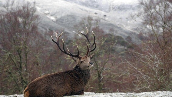 Wikinger machten auf ihren Reisen Jagd auf Rothirsche. © NDR/NDR Naturfilm/doclights/Justin Purefoy 