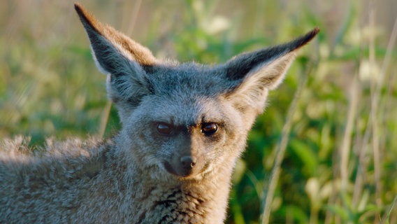 Löffelhunde gehören zoologisch zu den Echten Füchsen. Mit ihren großen Ohren können sie ihre Hauptnahrung, die Termiten, auch unter der Erde hören. © NDR/NDR Naturfilm/Ivo Nörenberg 