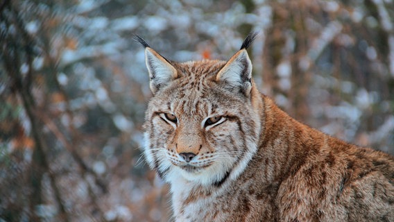 Die Abruzzen sind das wilde Herz Italiens. Hier leben mittlerweile wieder einige Luchse. Die faszinierenden Großkatzen kommen mit den harten Bedingungen des Winters bestens zurecht. © NDR Naturfilm /doclights/Gabriele Mastrilli 