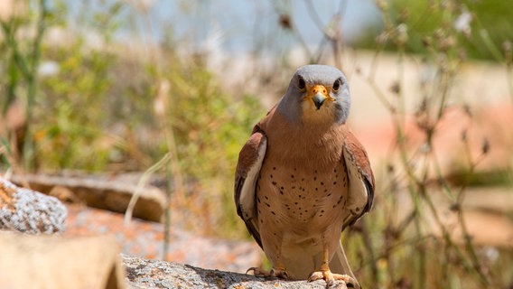 Als Höhlenbrüter haben Rötelfalken alte, leerstehende Häuser für sich entdeckt. Der grau-blau gefärbte Kopf verrät, dieser Vogel ist ein Männchen. © NDR Naturfilm /doclights/Gabriele Mastrilli 