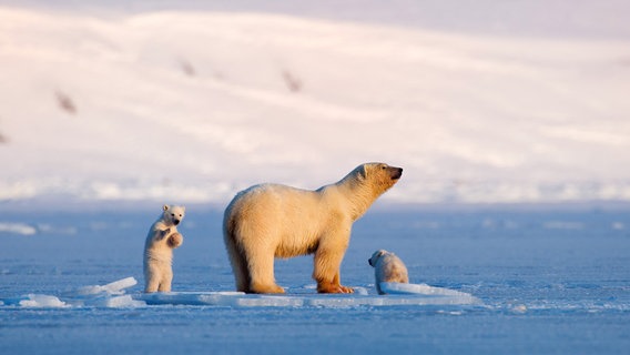 Vier Jahre folgt Tierfilmer Asgeir Helgestad der Eisbärin "Frost" und ihren Jungen. Ihre Geschichte ist eng verbunden mit dem Klimawandel in der Arktis. © NDR/NDR Naturfilm/Doclights/Asgeir Helgestad 