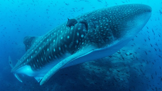 Der Walhai ist zwar der größte Fisch in den Meeren, er ernährt sich aber von den kleinsten Lebewesen im Wasser, dem Plankton. © NDR/WDR/BBC NHU/Simon Pierce 