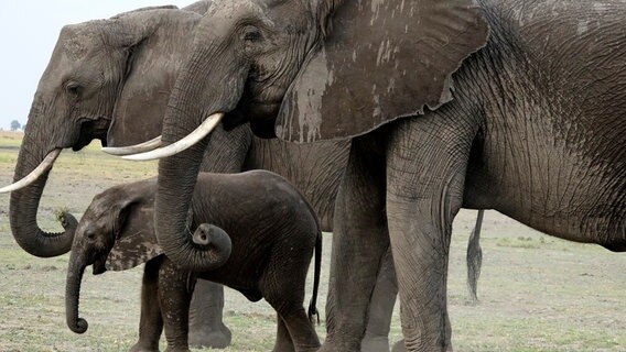 Elefantenbaby im Schutz der Herde. © NDR/Zorillafilm Grospitz & Westphalen 
