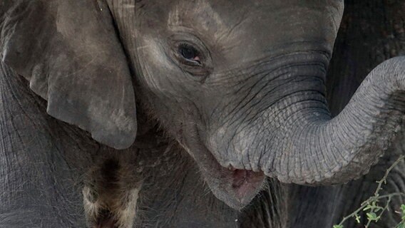 Schattenspender: Zur Mittagszeit sucht das Elefantenbaby unter dem Bauch seiner Mutter Schutz vor der sengenden Hitze. © NDR/Zorillafilm Grospitz & Westphalen 