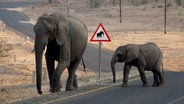 Wo Mensch und Elefant zusammentreffen braucht es Regeln, um ein friedliches Miteinander zu schaffen. Diese Elefanten wissen genau, wo sie die Straße gefahrlos überqueren können. © NDR/Zorillafilm Grospitz & Westphalen 
