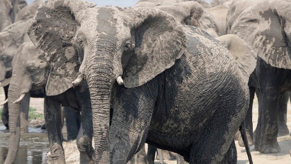 "Kriegsbemalung": Ein Elefant nach dem Schlammbad. © NDR/Zorillafilm Grospitz & Westphalen 