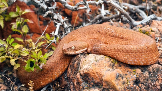 Die Milos-Viper zählt zu den giftigsten Schlangen Europas und hat sich auf die Jagd nach Zugvögeln spezialisiert. © NDR/NDR Naturfilm/Doclights/Benny Trapp 