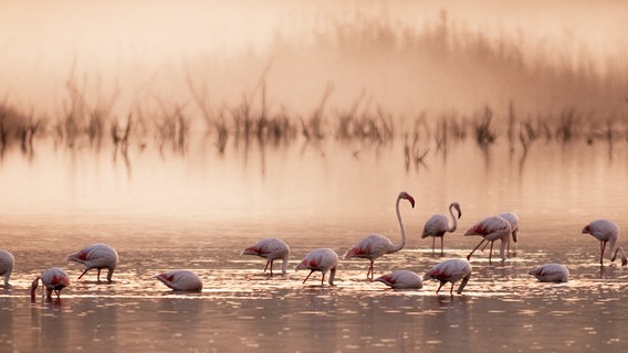 Eine Gruppe Flamingos sucht kurz nach Sonnenaufgang nach Krebstieren im Wasser. © NDR/NDR Naturfilm/Doclights/Benny Trapp 