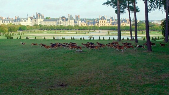 Fast 1.000 Jahre hindurch war Fontainebleau die Residenz der französischen Könige. Hier traf sich der Adel, um zu reiten und zu jagen. © NDR/NDR Naturfilm/doclights/Terra Mater 
