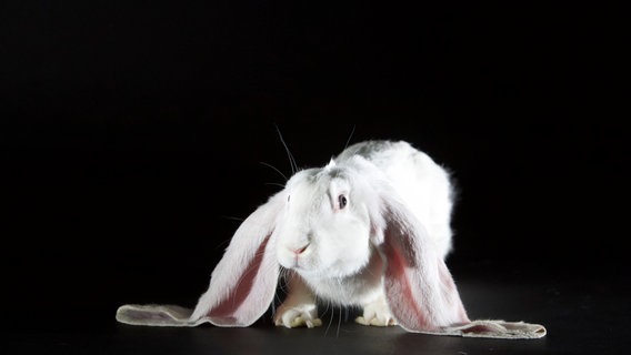 Kaninchenportrt: Ein Englischer Widder. Nur eine Rasse von vielen, die Züchter auf der ganzen Welt begeistern. © NDR/TERRA MATER FACTUAL STUDIOS/REMARKABLE RABBITS INC. 