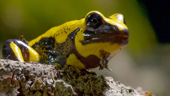 Der Feuersalamander auf dem Weg zum Laichgewässer © NDR/NDR Naturfilm/Doclights/MacroTele-Film Schieke GbR/Svenja und Ralph Schieke 