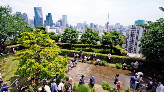 Ein Reisfeld auf dem Dach? In der 38 Millionen Metropole Tokio wird jeder verfügbare Platz genutzt. © NDR/DOCLIGHTS GMBH/OXFORD SCIENTIFIC FILMS LTD 