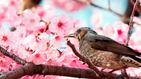 Kirschblüten sind eines der wichtigsten Symbole der japanischen Kultur. Die Bäume bieten zahllosen Vögeln einen sicheren Nistplatz in den Parks von Tokio. © NDR/DOCLIGHTS GMBH/OXFORD SCIENTIFIC FILMS LTD 