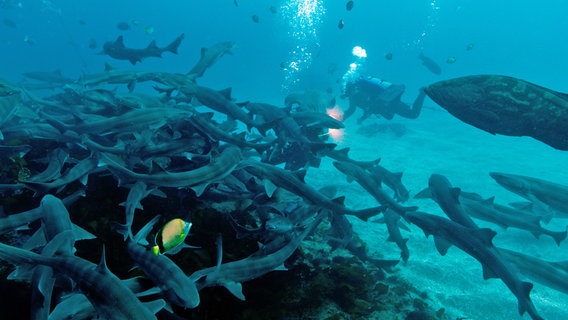 Auch Unterwasser tobt in der Bucht von Tokio das Leben: Dutzende Hundshaie versammeln sich hier. © NDR/DOCLIGHTS GMBH/OXFORD SCIENTIFIC FILMS LTD 