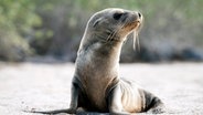 Galapagos Seelöwen zeigen, wie fast alle Tiere der Inseln, keine Furcht vor Menschen. © NDR/doclights/NDR Naturfilm/Blue Planet Film/Michael Riegler 