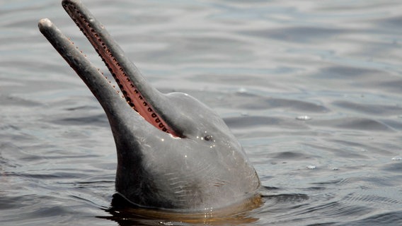 Der Amazonas-Flussdelfin, auch Boto genannt, ist perfekt an die Unterwasserwelt angepasst. Im trüben Wasser jagt er seine Beute per Echoortung. © NDR/NDR Naturfilm/Light Shadow GmbH 