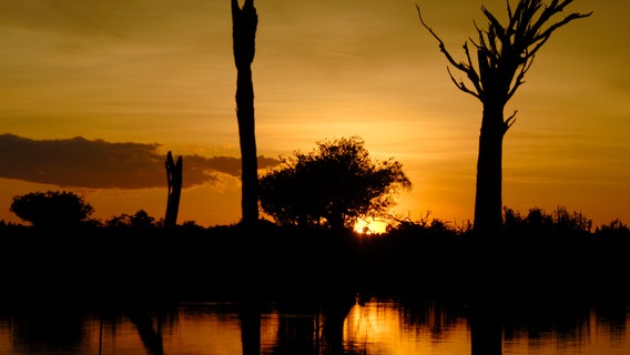 Lange Zeit galt der Amazonas-Regenwald als Grüne Hölle voller unbekannter Gefahren. Heute wissen wir, dass er eine Schatzkammer der Natur ist, die nicht nur enorm wichtig für das Weltklima ist, sondern auch zahllose Heilpflanzen birgt. © NDR/NDR Naturfilm/Light Shadow GmbH 