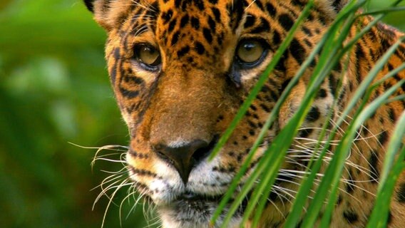 Der Jaguar ist die mächtigste Raubkatze Südamerikas. Weil größere Beutetiere im Regenwald selten sind, nutzen die Katzen riesige Reviere: Das Territorium eines Männchens ist gut 40.000 Hektar groß. © NDR/NDR Naturfilm/Light Shadow GmbH 