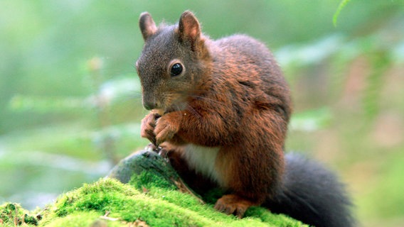 Eichhörnchen sind typische Bewohner des Schwarzwalds. © NDR/Klaus Weißmann 