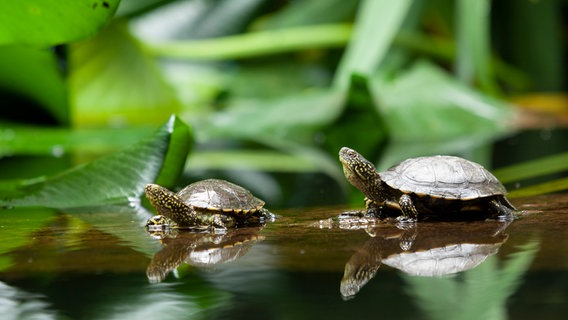 Zwei Europäische Sumpfschildkröten nehmen ein Sonnenbad. Die Reptilien sind wechselwarm und benötigen wärmendes Sonnenlicht. © NDR/NDR Naturfilm/doclights/Flying Pangolin Film/Matthias Glück 