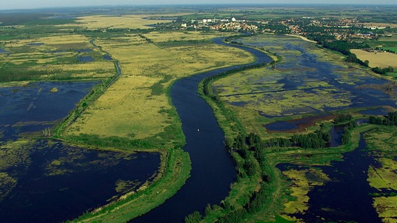 Entlang der Peene wurden bereits 10.000 ha intensiv-Grünland renaturiert. So entsteht im Naturpark Flusslandschaft Peene eines der größten Niedermoorgebiete in Mitteleuropa. Entlang der Peene wurden bereits 10.000 ha intensiv-Grünland renaturiert. So entsteht im Naturpark Flusslandschaft Peene eines der größten Niedermoorgebiete in Mitteleuropa. © NDR/NDR Naturfilm/Christoph Hauschild