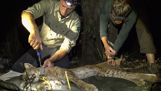 Für das Luchsprojekt des Nationalparks Harz versehen Lilli Middelhoff und Ole Anders einen Luchs mit einem Sendehalsband. © NDR/Doclights GmbH/Uwe Anders 