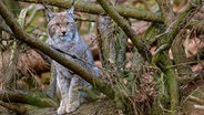 Seit dem Jahr 2000 gibt es wieder Luchse im Harz. © NDR/Doclights GmbH/Uwe Anders 