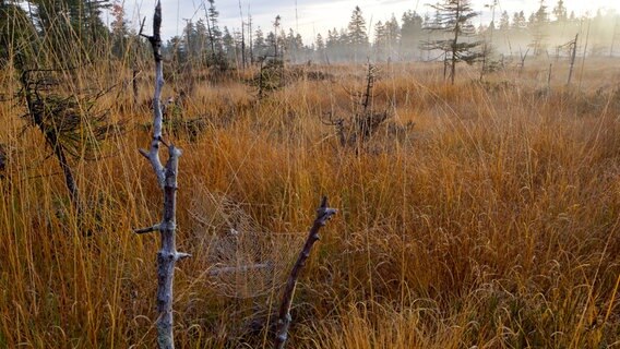 Der Harz ist berühmt für seine naturbelassenen Hochmoore, wie etwa das Sonnenmoor am Bruchberg. © NDR/Doclights GmbH/Uwe Anders 