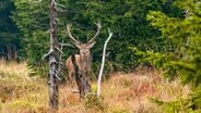Rotwild ist im Harz häufig, jedoch sehr scheu. © NDR/Doclights GmbH/Uwe Anders 